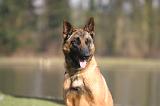 MALINOIS 1134